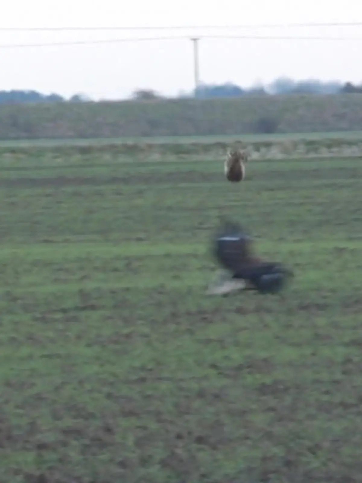 Bild zu: "Hase entkommt Adler durch Salto"