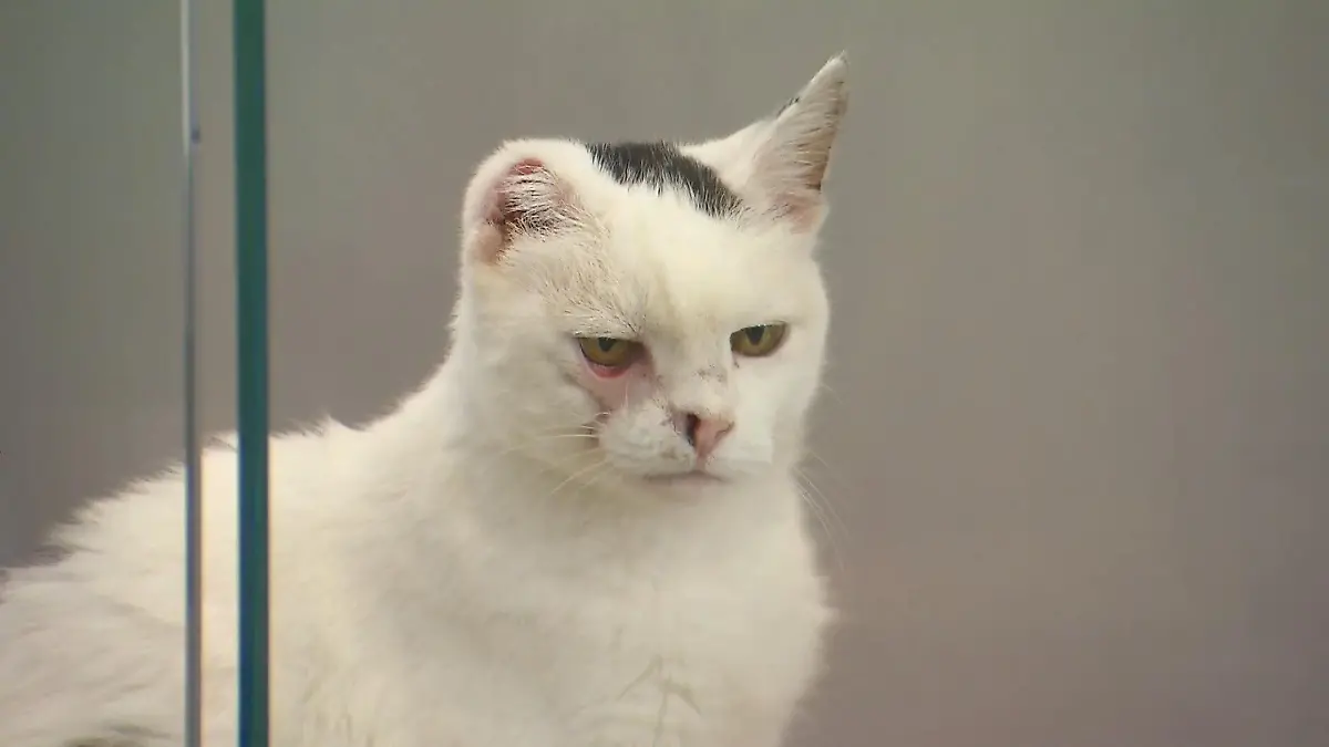 Ein-Ohr-Katze Nina ist eine Diva Liebevolles Zuhause gesucht