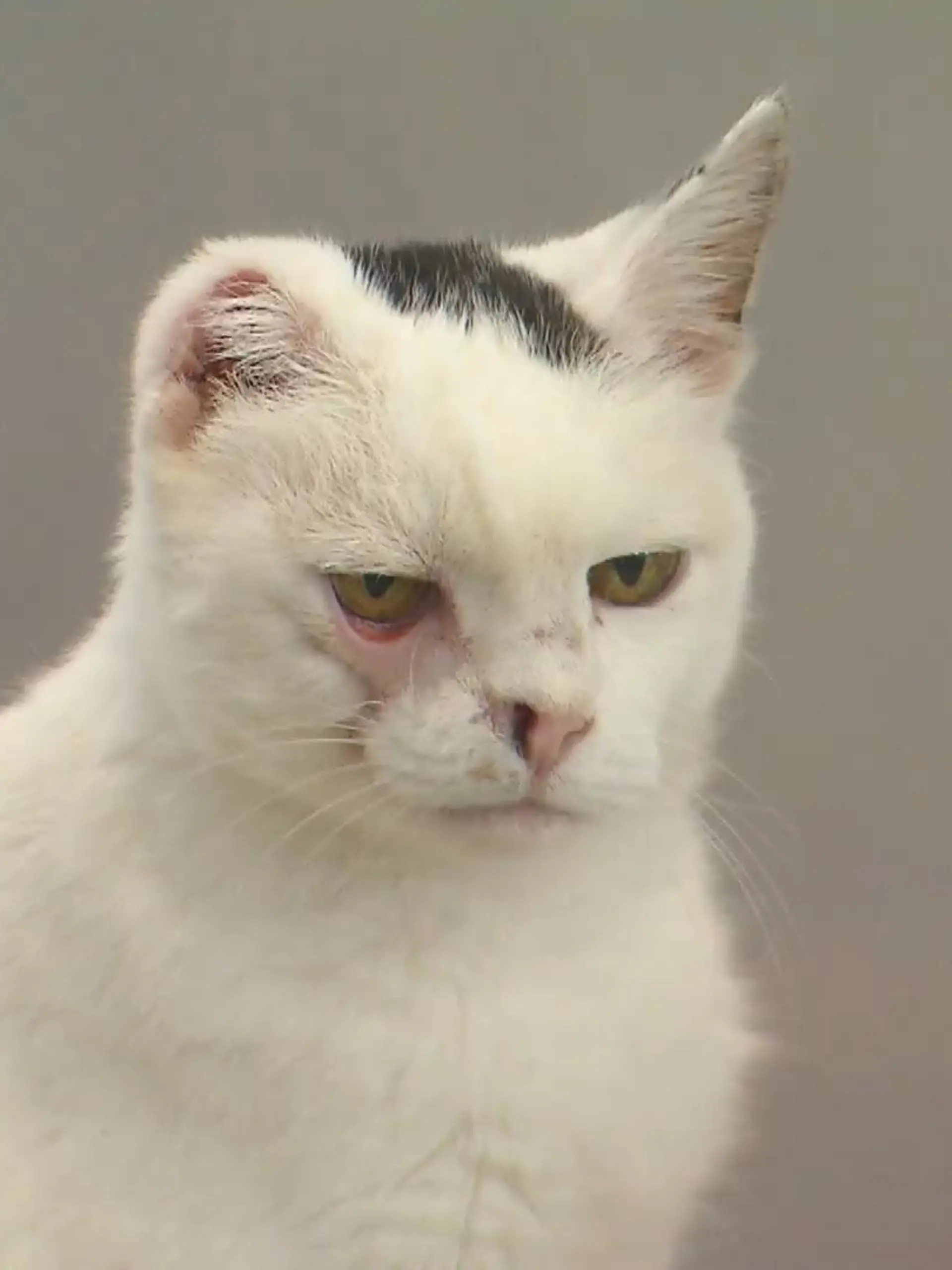 Bild zu: "Ein-Ohr-Katze ist eine Diva"