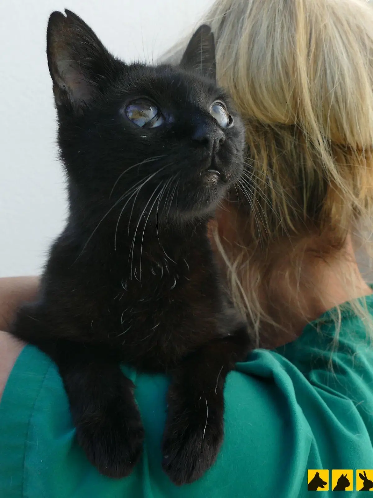 Kater Birdi