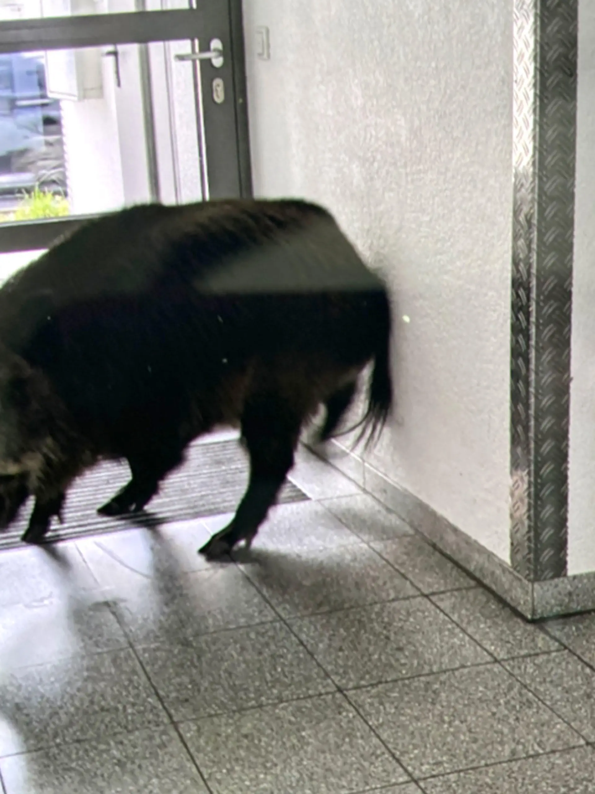 Am Mittwoch sorgte dieses Wildschwein für Chaos in einem Treppenhaus in Darmstadt.a