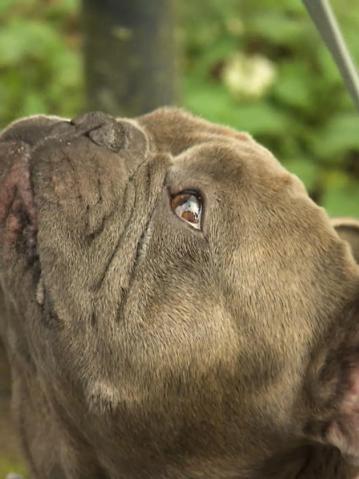 Wie sinnvoll sind Krankenversicherungen für Tiere? RTL macht den Test und hört bei Experten nach.