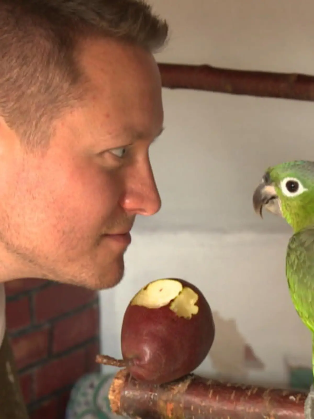 Auf TikTok trifft man so manchen bunten menschlichen Vogel. Doch dieser Vogel ist ein echter Vogel - und auch ein echter TikTok-Star. Papagei Rio sammelt täglich jede Menge Klicks mit Kunststücken und verrückten Aktionen. Dabei fragt man sich allerdings: Ob das alles wirklich so tiergerecht ist - und ob es den Tieren dabei gut geht? Unsere Reporterin hat sich das einmal genau angeschaut und dabei auch erfahren, wie viel Geld sein Halter mit seinen gefiederten Social-Media-Stars verdient. Mehr dazu im Video!