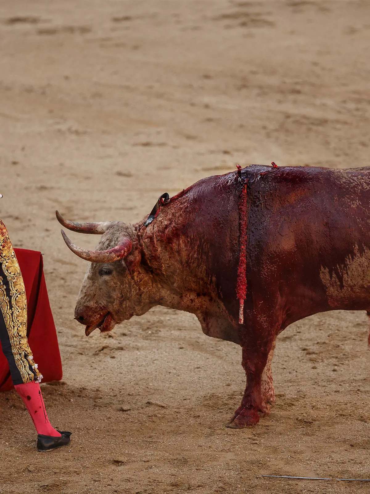 ARCHIV - Der spanische Stierkämpfer (Matador) Alejandro Talavante kämpft am 24.05.2017 in Madrid, Spanien, in der Las Ventas Stierkampfarena gegen einen Bullen der Nunez del Cubillo Ranch. (zu dpa "Stierkampf ohne Blut - Neues Balearen-Gesetz schützt Mallorcas Bullen" vom 24.07.2017) Foto: Daniel Ochoa De Olza/AP/dpa +++(c) dpa - Bildfunk+++