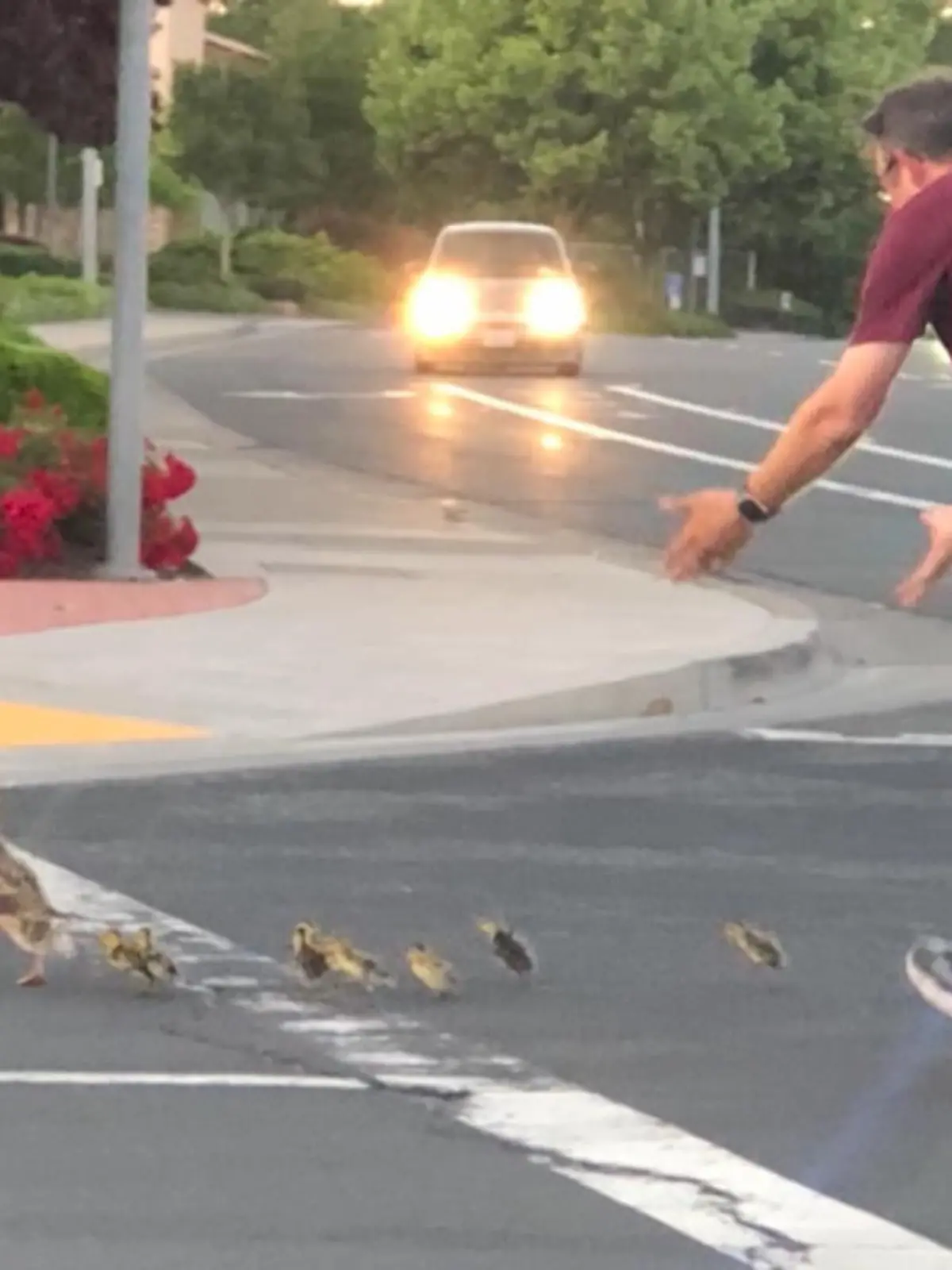 Er wollte nur helfen und hat dafür mit dem Leben bezahlt. Es ist 20 Uhr in Kalifornien als dieser Mann einer Entenfamilie über eine viel befahrene Straße hilft. Danach will der Familienvater zurück zu seinem Auto, doch dann geschieht die Katastrophe.