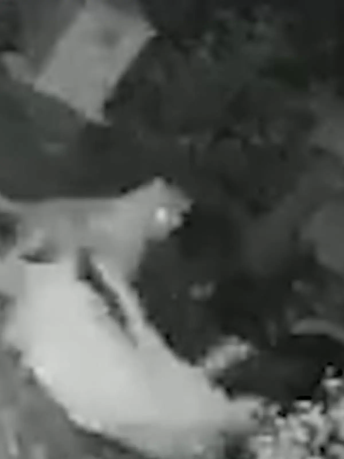 Nichts ahnend setzte sich diese Frau auf ihre Terrasse. Den Leoparden hinter sich, sieht sie im Dunkeln nicht. Die Aufnahmen aus einer Überwachungskamera zeigen, wie sich das Tier langsam der Frau nähert.