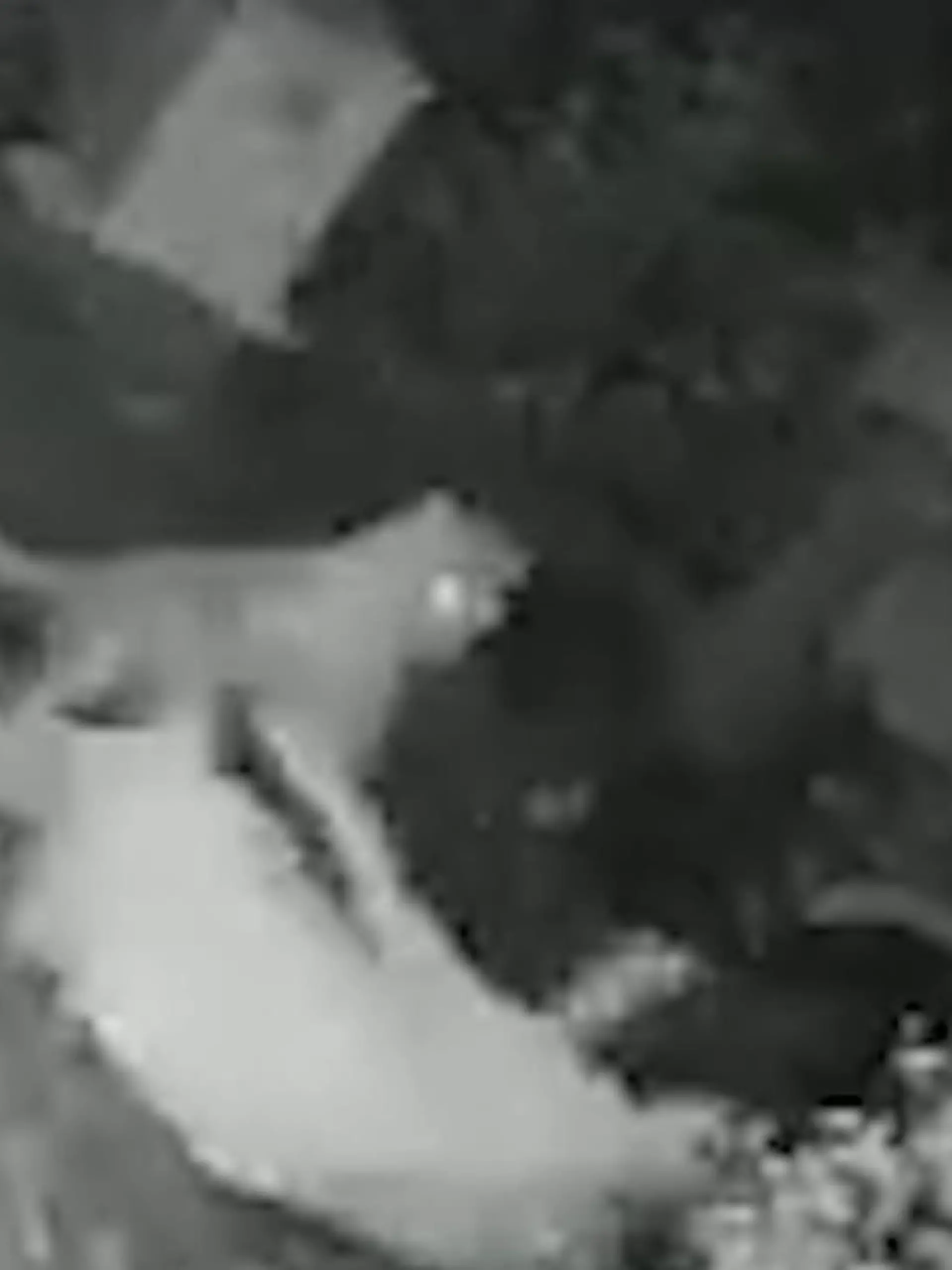 Nichts ahnend setzte sich diese Frau auf ihre Terrasse. Den Leoparden hinter sich, sieht sie im Dunkeln nicht. Die Aufnahmen aus einer Überwachungskamera zeigen, wie sich das Tier langsam der Frau nähert.