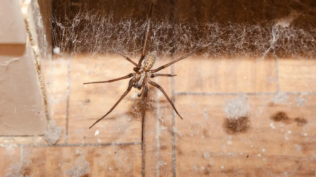 giant house spider lurking in web dusty bathroom Tegenaria duellica