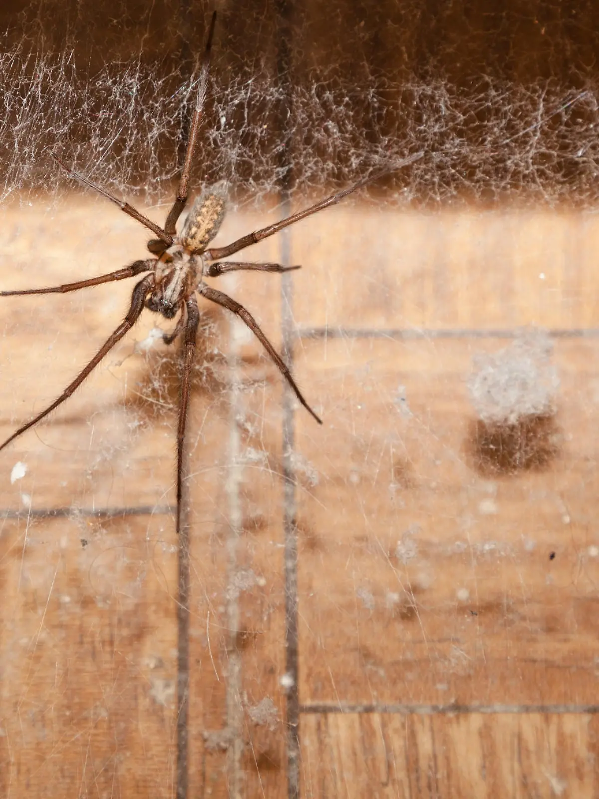 giant house spider lurking in web dusty bathroom Tegenaria duellica
