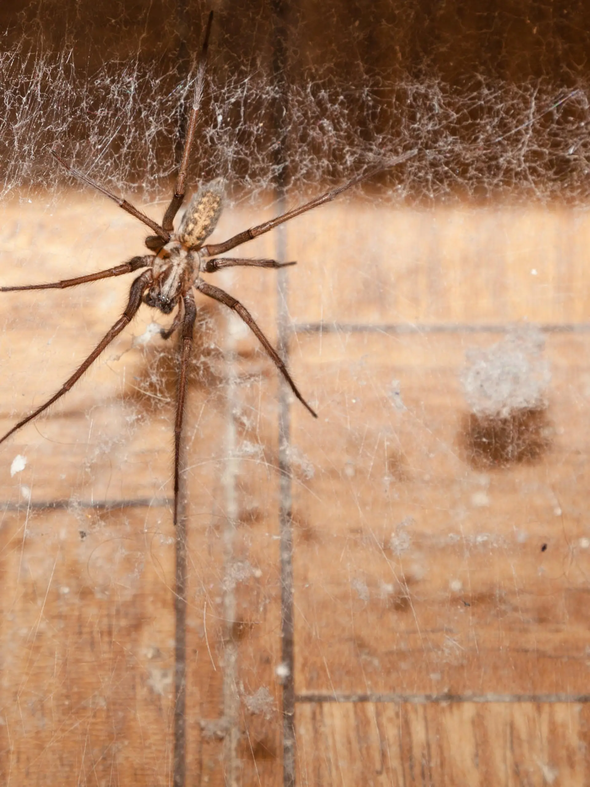 giant house spider lurking in web dusty bathroom Tegenaria duellica