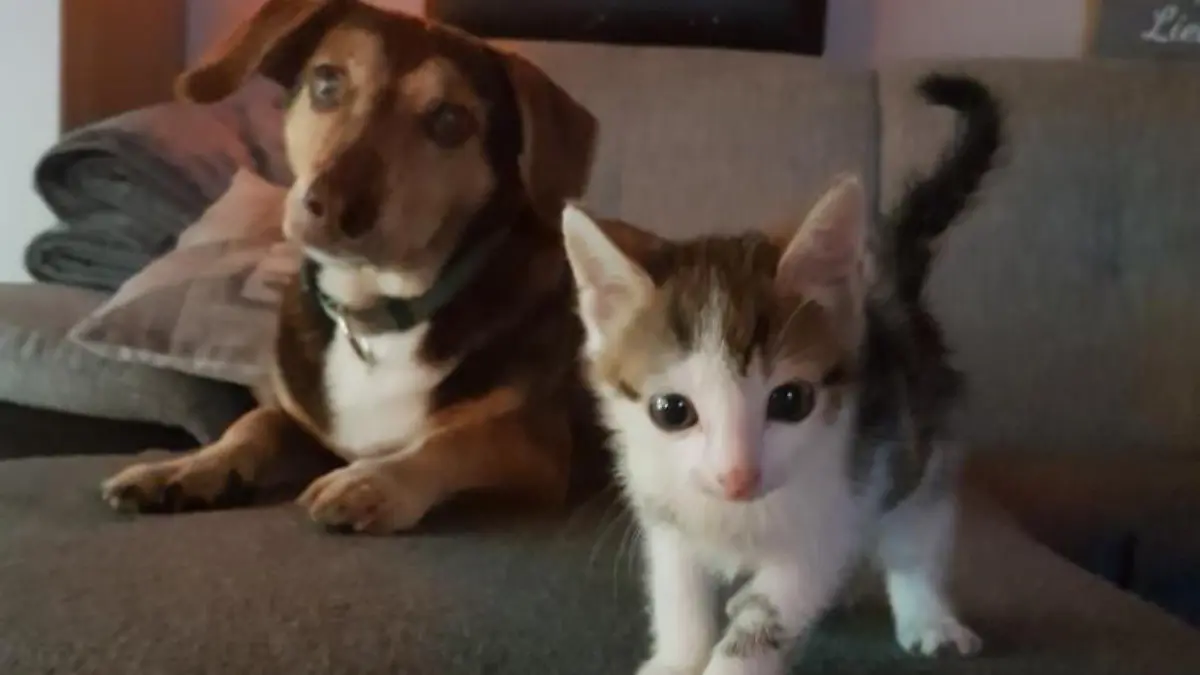 Mogli zusammen mit seinem Hundefreund Rocky