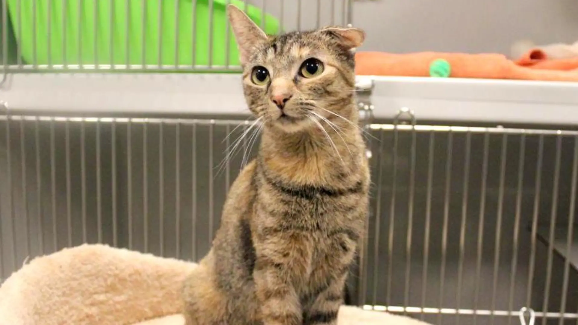 Honey sucht einen neuen Besitzer!