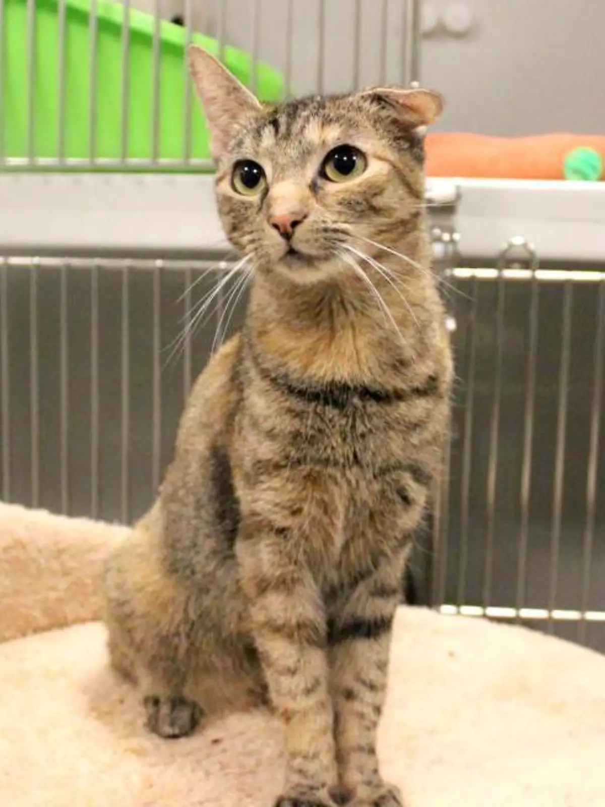Honey sucht einen neuen Besitzer!