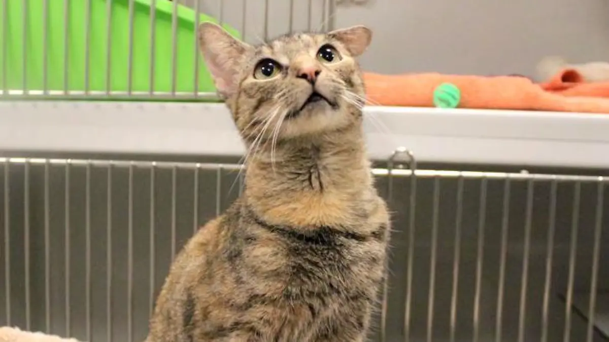 Katze Honey sucht ein neues Zuhause!