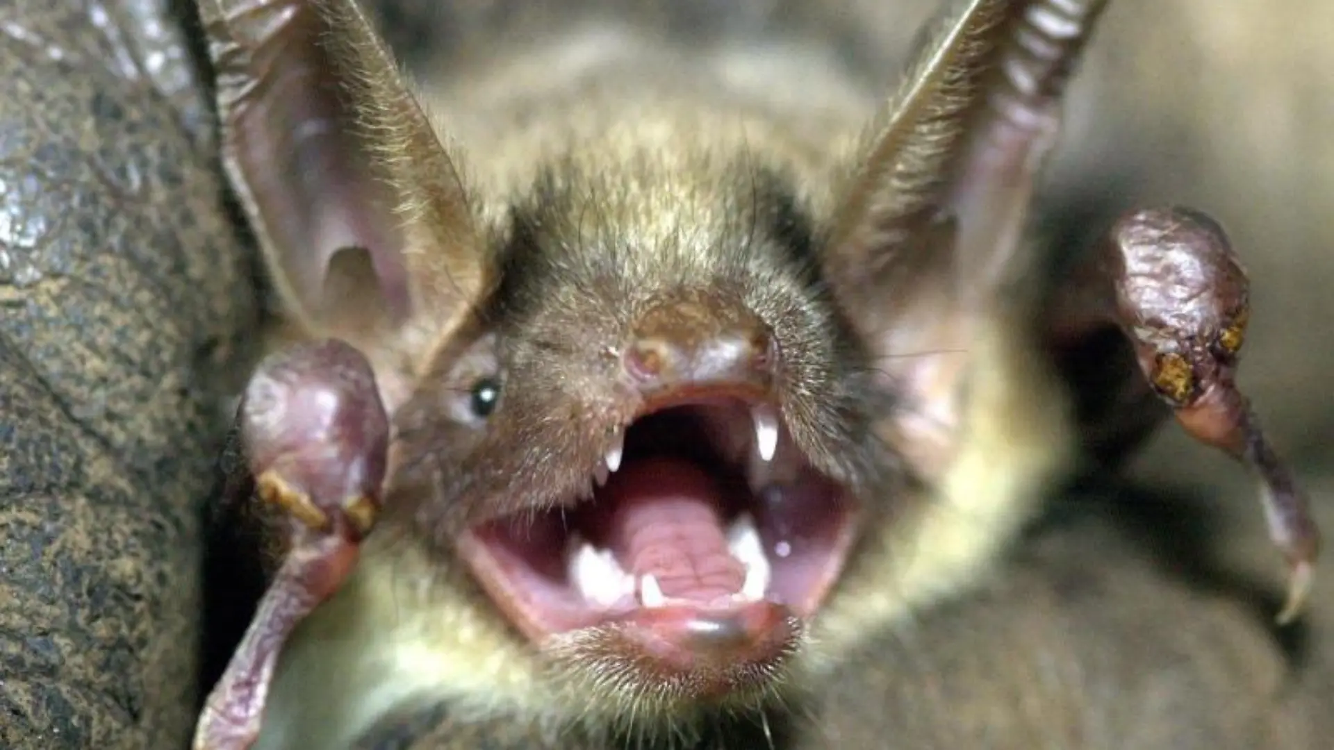 Fledermaus