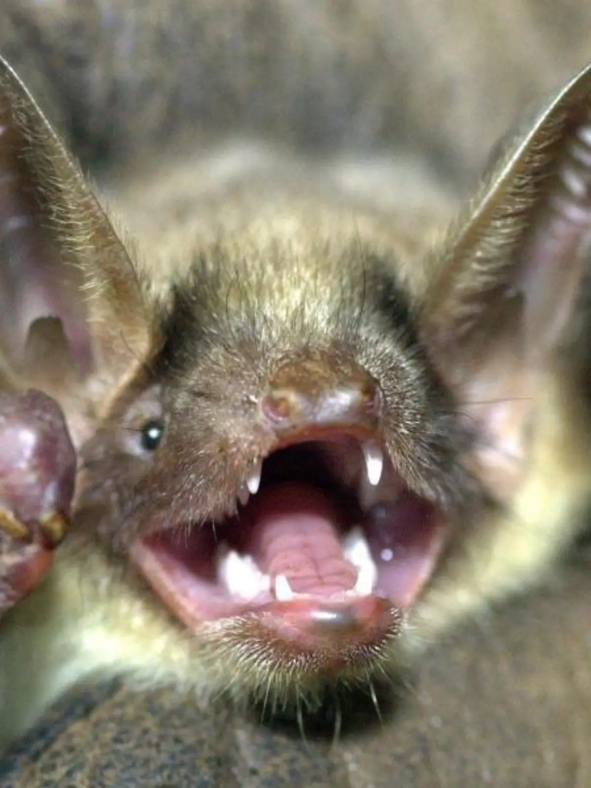Fledermaus