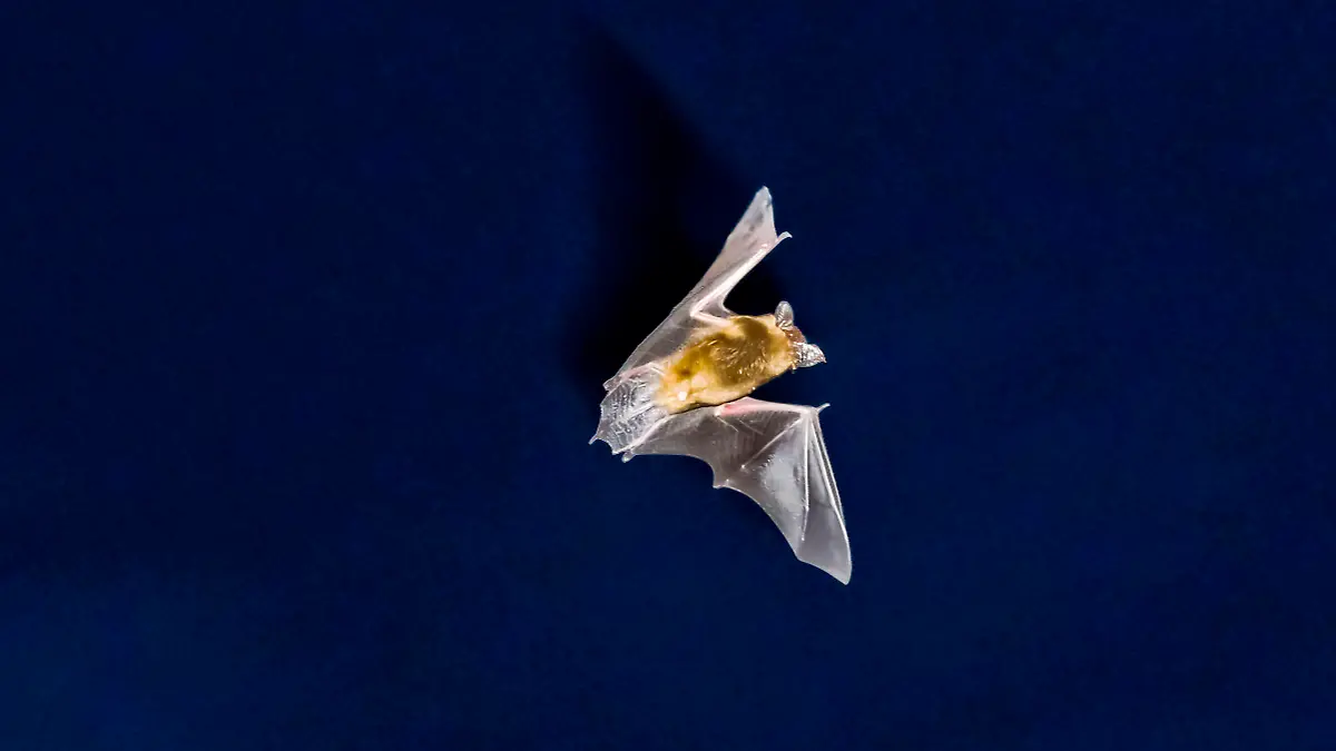 Eine Fledermaus jagt am 28.04.2012 in der Ortschaft Mansbach in der hessischen Rhön vor dem nächtlichen Himmel nach Insekten. Windräder können Todesfallen sein - zumindest für Fledermäuse. Jährlich sterben in Deutschland rund 220 000 Fledermäuse an Windkraftanlagen. Foto: Frank Rumpenhorst/dpa (zu dpa-Gespräch «220 000 Fledermäuse sterben jährlich an Deutschlands Windrädern» vom 26.10.2012)  +++(c) dpa - Bildfunk+++