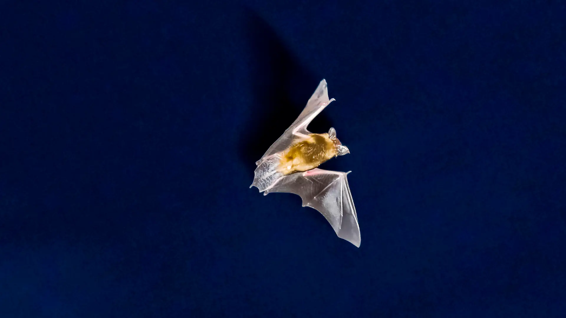 Eine Fledermaus jagt am 28.04.2012 in der Ortschaft Mansbach in der hessischen Rhön vor dem nächtlichen Himmel nach Insekten. Windräder können Todesfallen sein - zumindest für Fledermäuse. Jährlich sterben in Deutschland rund 220 000 Fledermäuse an Windkraftanlagen. Foto: Frank Rumpenhorst/dpa (zu dpa-Gespräch «220 000 Fledermäuse sterben jährlich an Deutschlands Windrädern» vom 26.10.2012) +++(c) dpa - Bildfunk+++