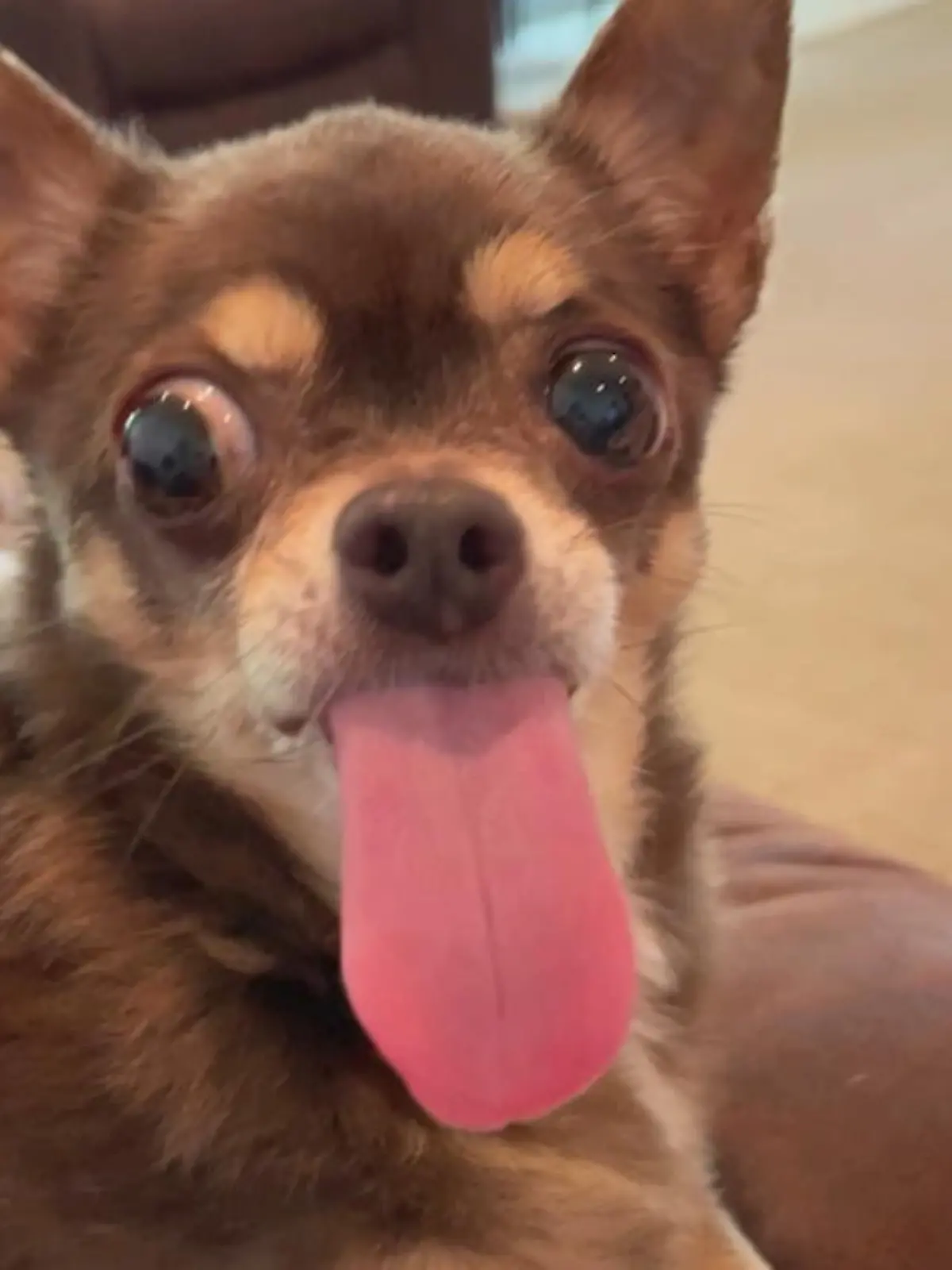 Bild zu: "Chihuahua Tina hat eine Riesenzunge"