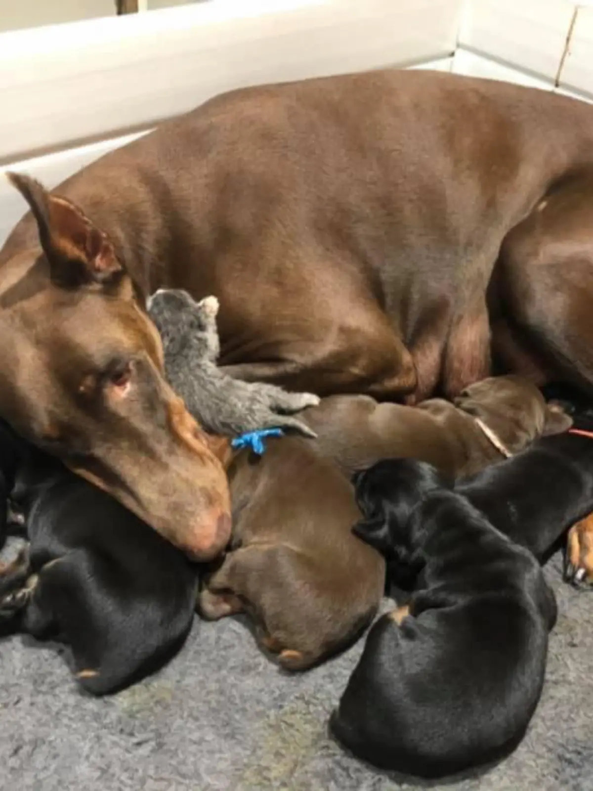 Bild zu: "Dobermannhündin adoptiert Katzenbaby"