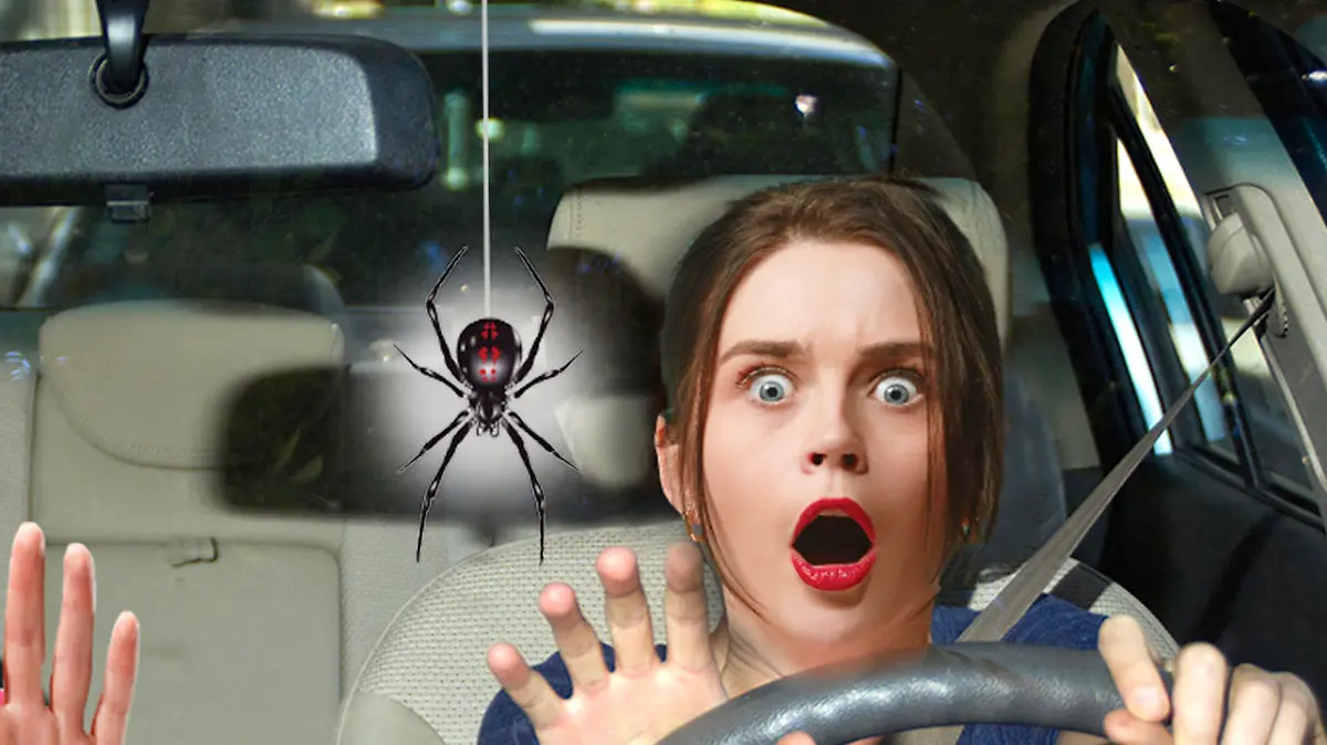 Spinne im Auto