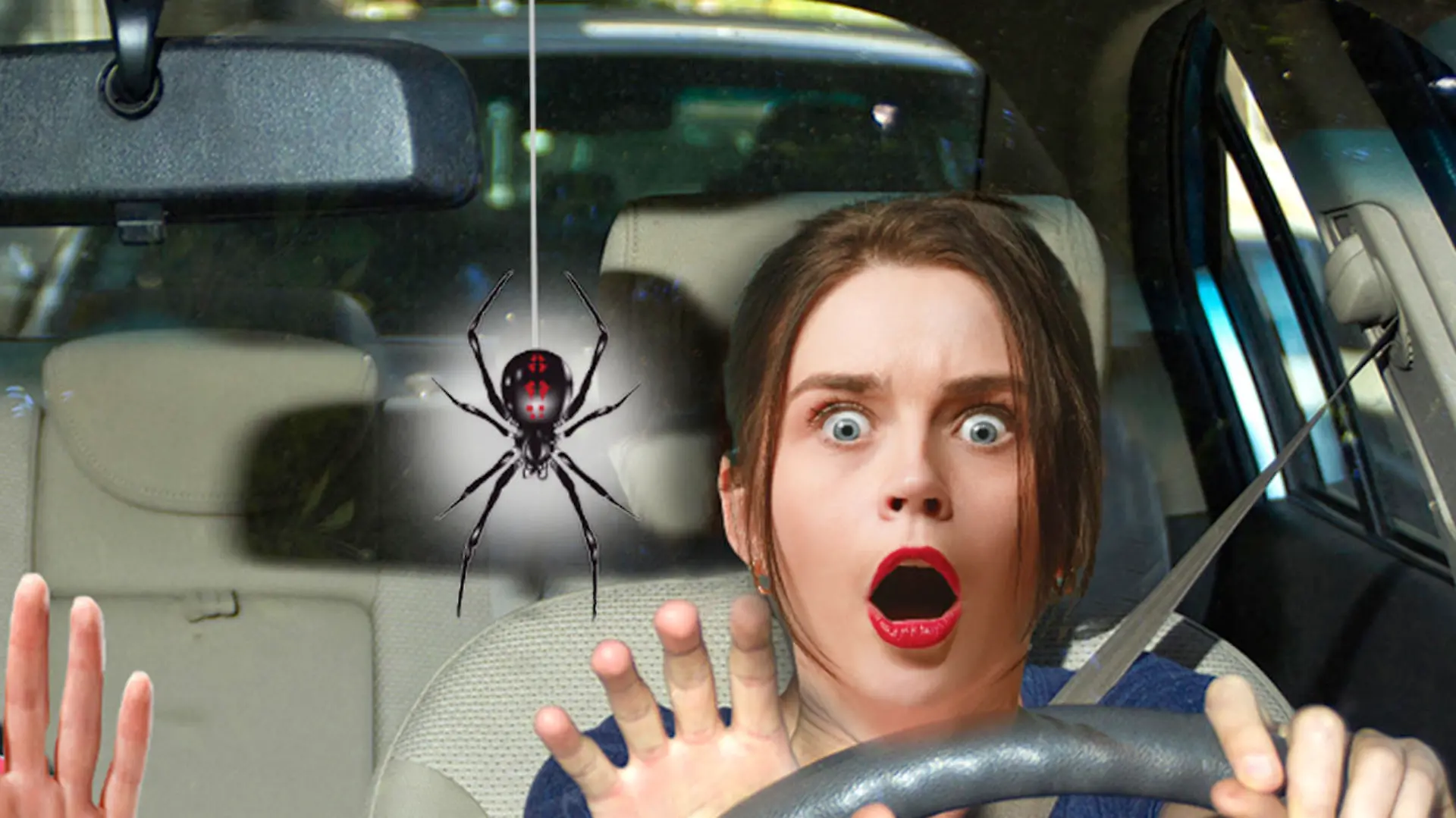 Spinne im Auto