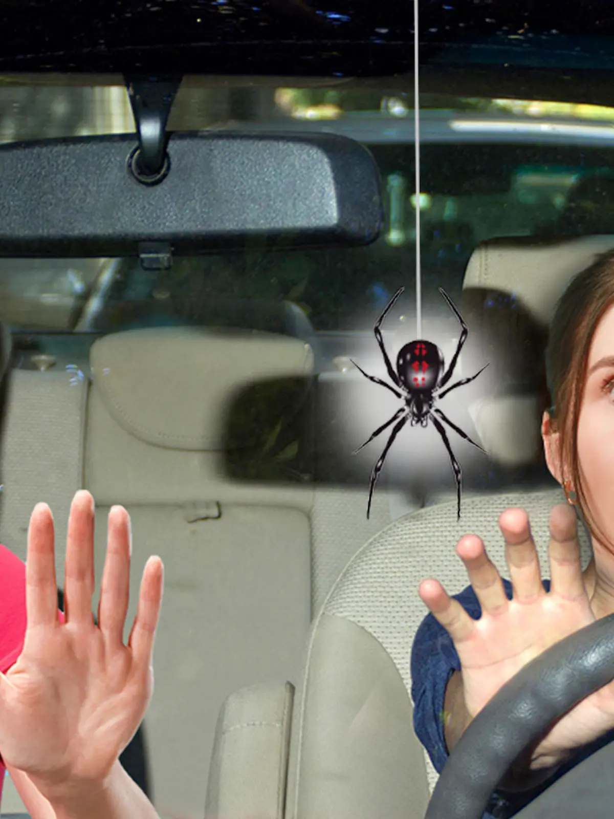 Spinne im Auto