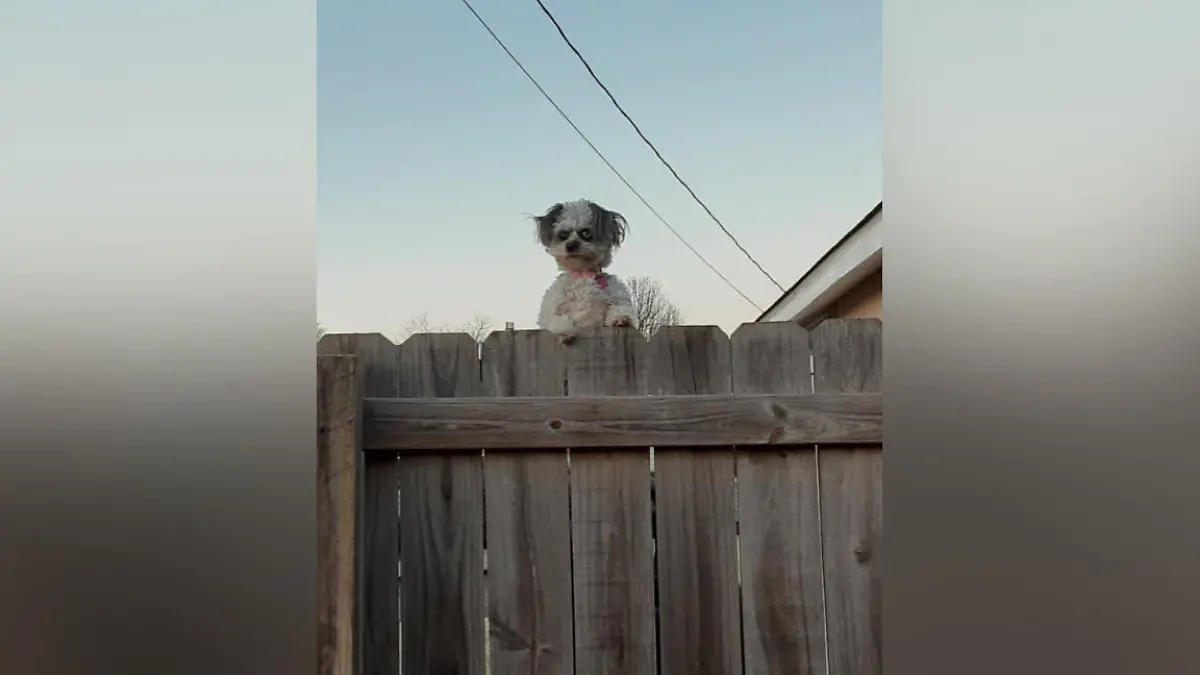 Dieser Hund sorgt in der Nachbarschaft für Angst und Schrecken.