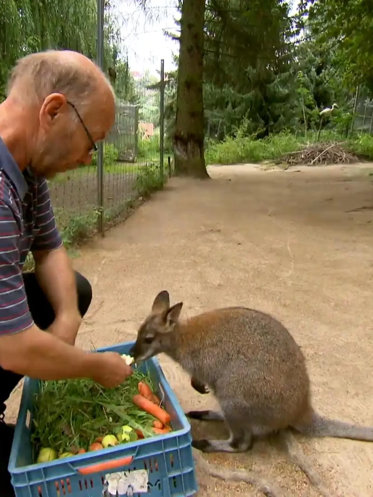 Für Tierpfleger Heiko Drechsler ist Känguru-Dame Gertrud sein Ein und Alles, die Beziehung der beiden ähnelt der von Vater und Tochter. Denn: Das Tier ist ein Waisenkind. Vor zwei Jahren wird im Tierpark Meißen, wo Gertrud zu Hause ist, eingebrochen. Bei dem Vorfall werden zwei Kängurus schwer verletzt, darunter auch Gertruds Mutter. Kurze Zeit später stirbt sie. Zu der Zeit befindet sich die kleine Gertrud, die nur 400 Gramm wiegt und vier Monate alt ist, im Beutel ihrer Mama. Hätte der Tierpfleger sich nicht rund um die Uhr um die Kleine gekümmert, hätte sie vermutlich nicht überlebt.