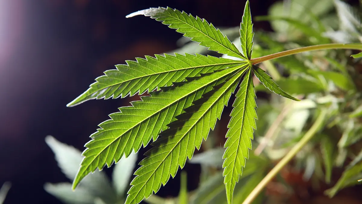 13.06.2014, Wismar, Mecklenburg-Vorpommern, Deutschland - Blaetter einer Hanfpflanze. 00S140613D014.JPG MODEL RELEASE: NOT APPLICABLE, PROPERTY RELEASE: NOT APPLICABLE MR:Y

13 06 2014 Wismar Mecklenburg Western Pomerania Germany Leaves a Hemp plant  JPG Model Release Not APPLICABLE Property Release Not APPLICABLE Mr y  