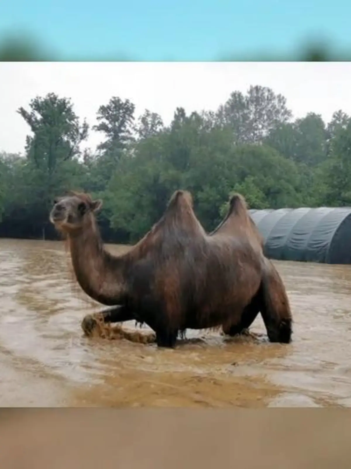 Diese idyllische Kamel-Ranch steht unter Wasser. Hat daran möglicherweise die Deutsche Bahn Schuld?