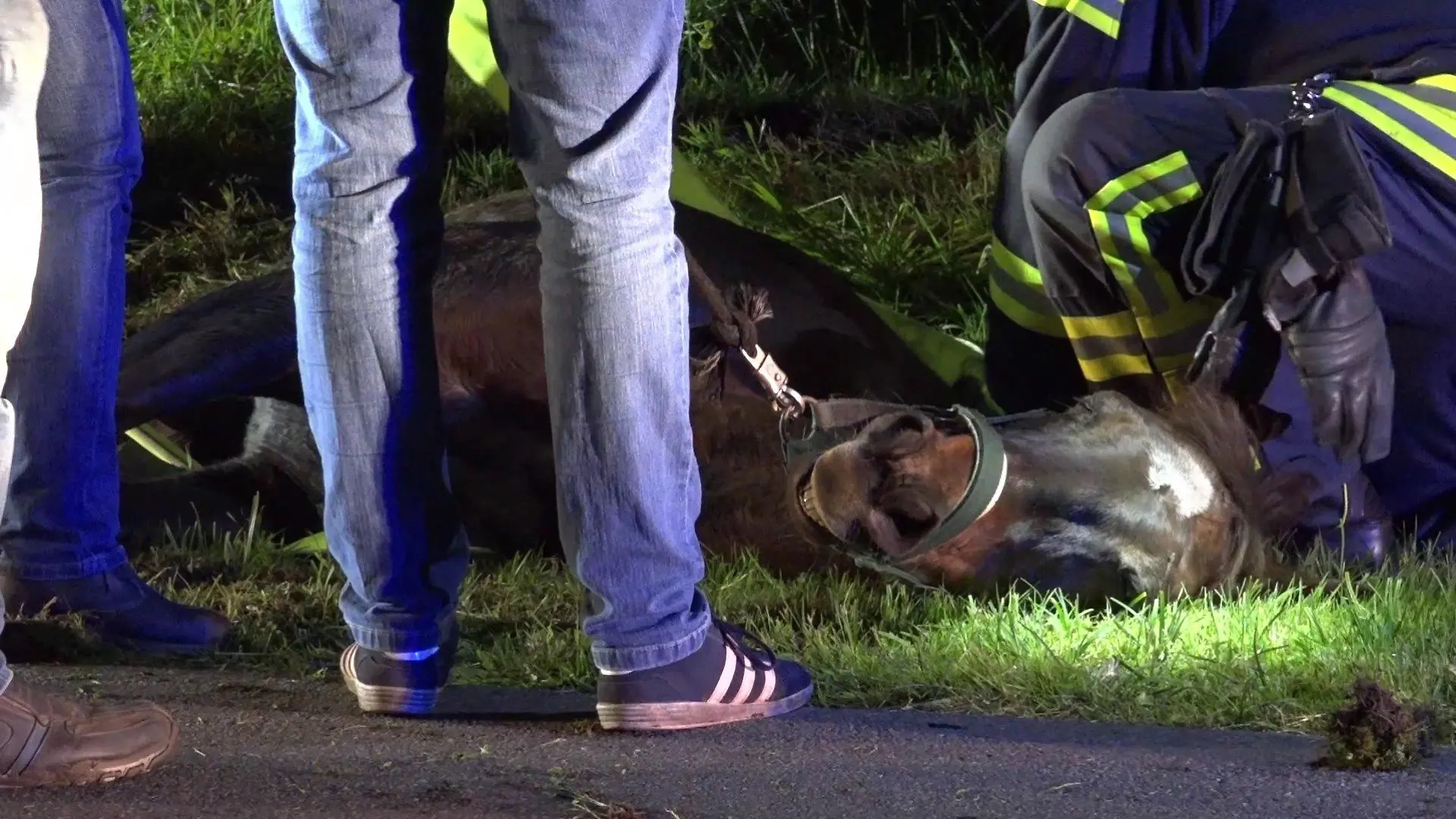 Polizei und Feuerwehr mussten drei entlaufene Pferde einfangen.