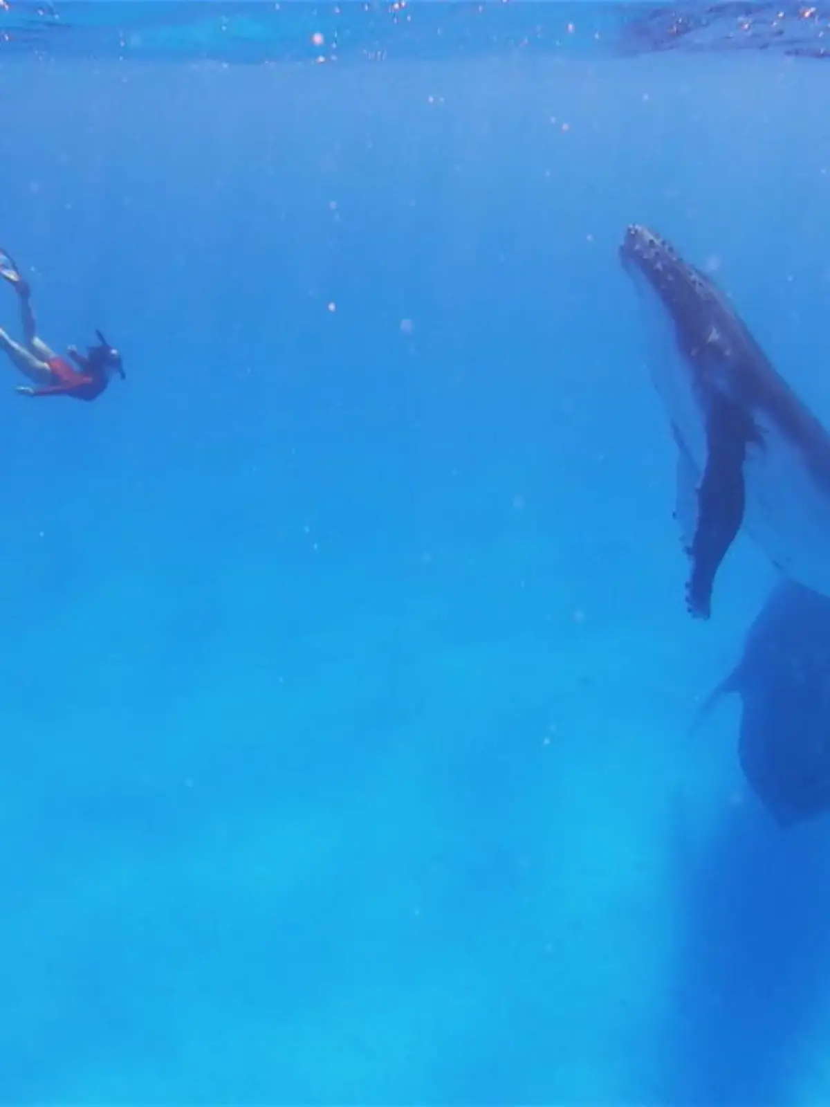 Bild zu: "Irres Urlaubserlebnis auf Tonga"