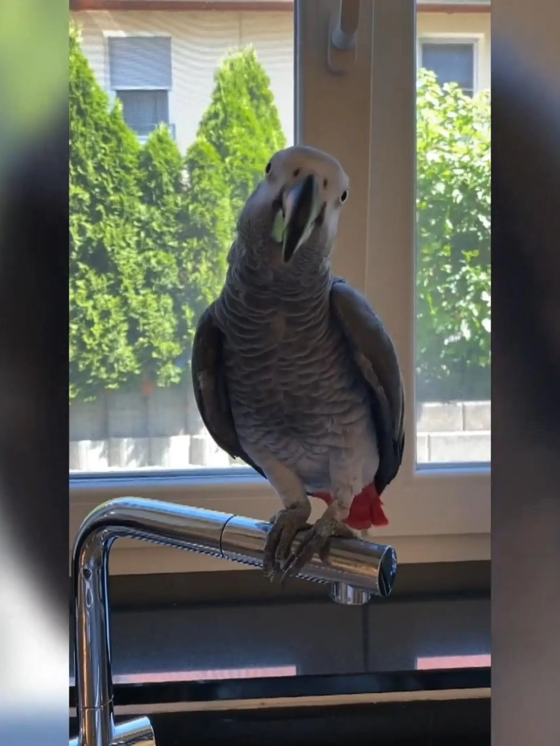 Bild zu: "Papagei sagt, wenn er aufs Klo muss"