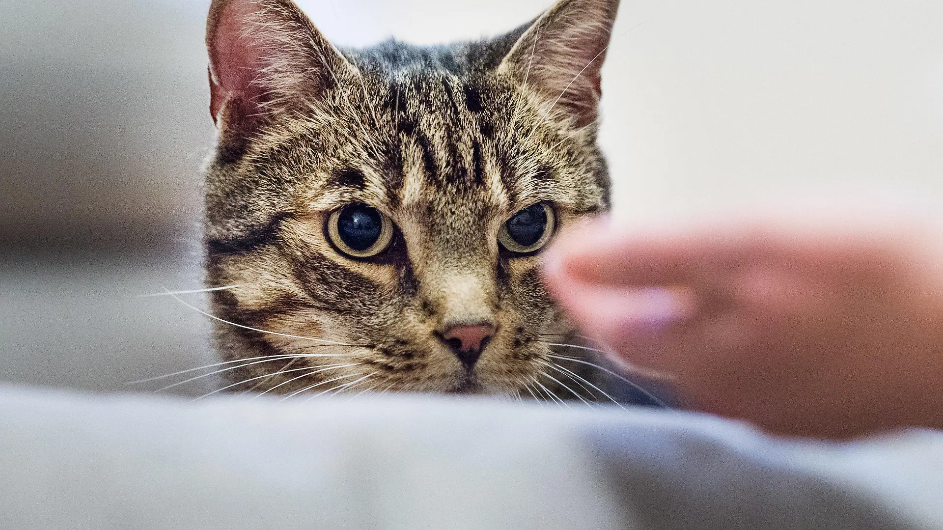 ARCHIV - 28.03.2018, Berlin: Eine Katzentherapeutin lockt den Kater Louis mit Leckerlis. In deutschen Haushalten leben immer mehr Haustiere. Die Zahl der Haustiere stieg im vergangenen Jahr auf 34,3 Millionen, wie der in Wiesbaden ansässige Zentralverband Zoologischer Fachbetriebe (ZZF) am Dienstag (08.05.2018) mitteilte. Foto: Christophe Gateau/dpa +++ dpa-Bildfunk +++