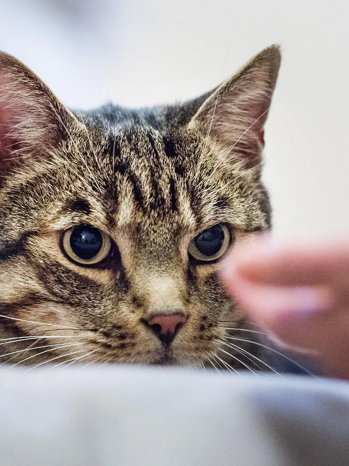 ARCHIV - 28.03.2018, Berlin: Eine Katzentherapeutin lockt den Kater Louis mit Leckerlis. In deutschen Haushalten leben immer mehr Haustiere. Die Zahl der Haustiere stieg im vergangenen Jahr auf 34,3 Millionen, wie der in Wiesbaden ansässige Zentralverband Zoologischer Fachbetriebe (ZZF) am Dienstag (08.05.2018) mitteilte. Foto: Christophe Gateau/dpa +++ dpa-Bildfunk +++
