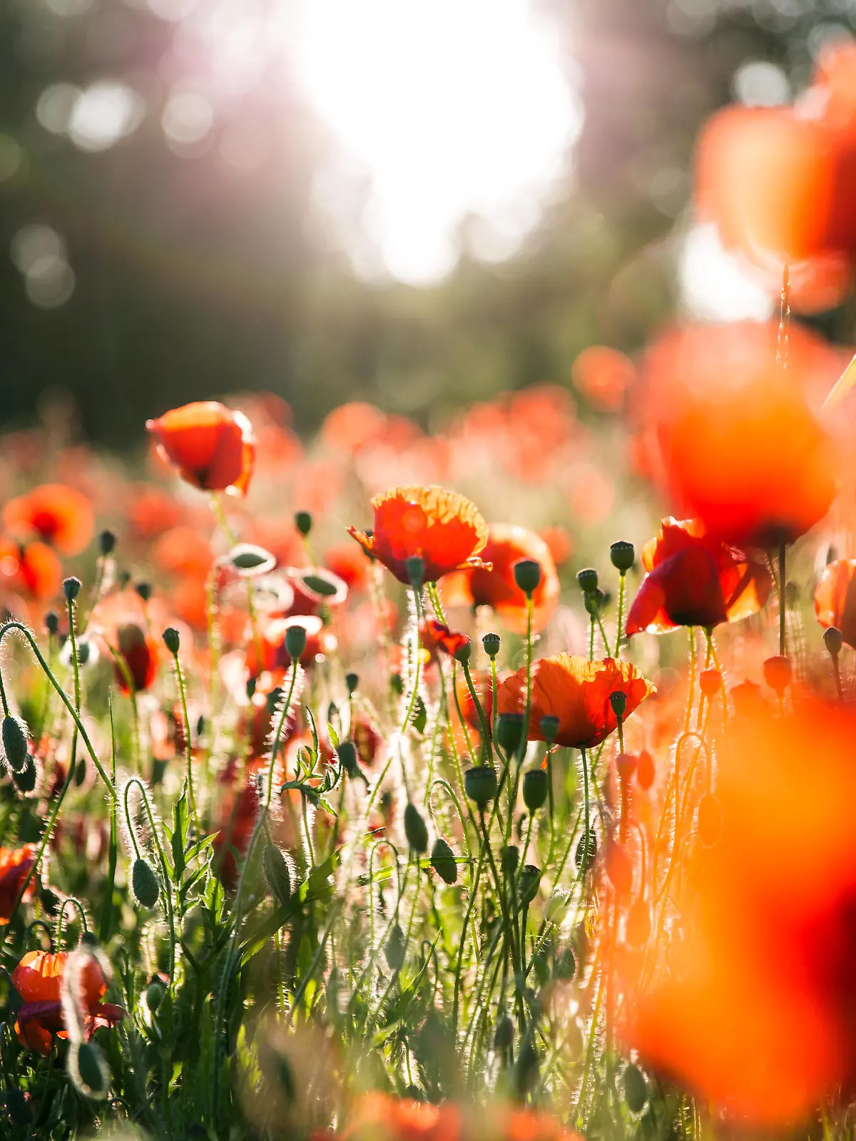 News Bilder des Tages Im Gegenlicht: Ein Klatschmohnfeld in voller Bluetenpracht am Morgen bei Trebur Hessen. Auch am Pfingstwochenende ist warmes und sonniges Wetter vorhergesagt. Trebur Landschaft bei Trebur Hessen Deutschland *** A field of corn poppies in full bloom in the morning near Trebur Hessen Warm and sunny weather is also forecast for the Whitsun weekend Trebur landscape near Trebur Hessen Germany Copyright: xBEAUTIFULxSPORTS/RaphaelxSchmittx