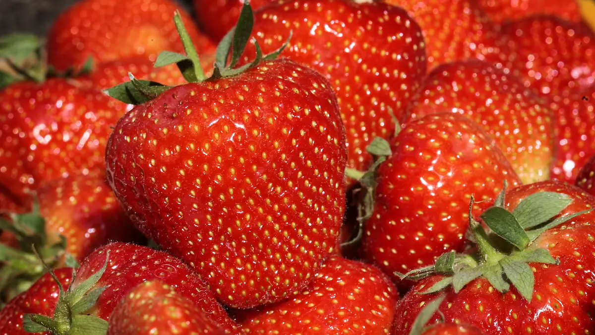 ARCHIV - Frische Erdbeeren liegen am Dienstag (12.05.2009) auf einem Hof in Bottrop-Kirchhellen in einer Schale. Nach den Milchproduzenten schlagen auch die Obst- und Gemüseerzeuger wegen des Preiskampfes im deutschen Lebensmittelhandel Alarm. Die Preispolitik der Discounter in den letzten Wochen sei unerträglich, kritisierte der Provinzialverband Rheinischer Obst- und Gemüsebauer am Donnerstag (02.07.2009) in Bonn. Immer wieder werde Obst und Gemüse zu Dumpingpreisen angeboten, die die Kosten der Erzeuger in keiner Weise decken könnten. So seien von einem Billiganbieter Erdbeeren für nur 88 Cent je 500-Gramm-Schale verkauft worden, obwohl die Nachfrage nach Erdbeeren im Markt etwas größer als das Angebot gewesen sei. Dieser Preis habe zu dem Zeitpunkt um ungefähr 20 bis 30 Prozent unter den marktüblichen Niveau gelegen. Foto: David Ebener dpa/lnw +++(c) dpa - Bildfunk+++