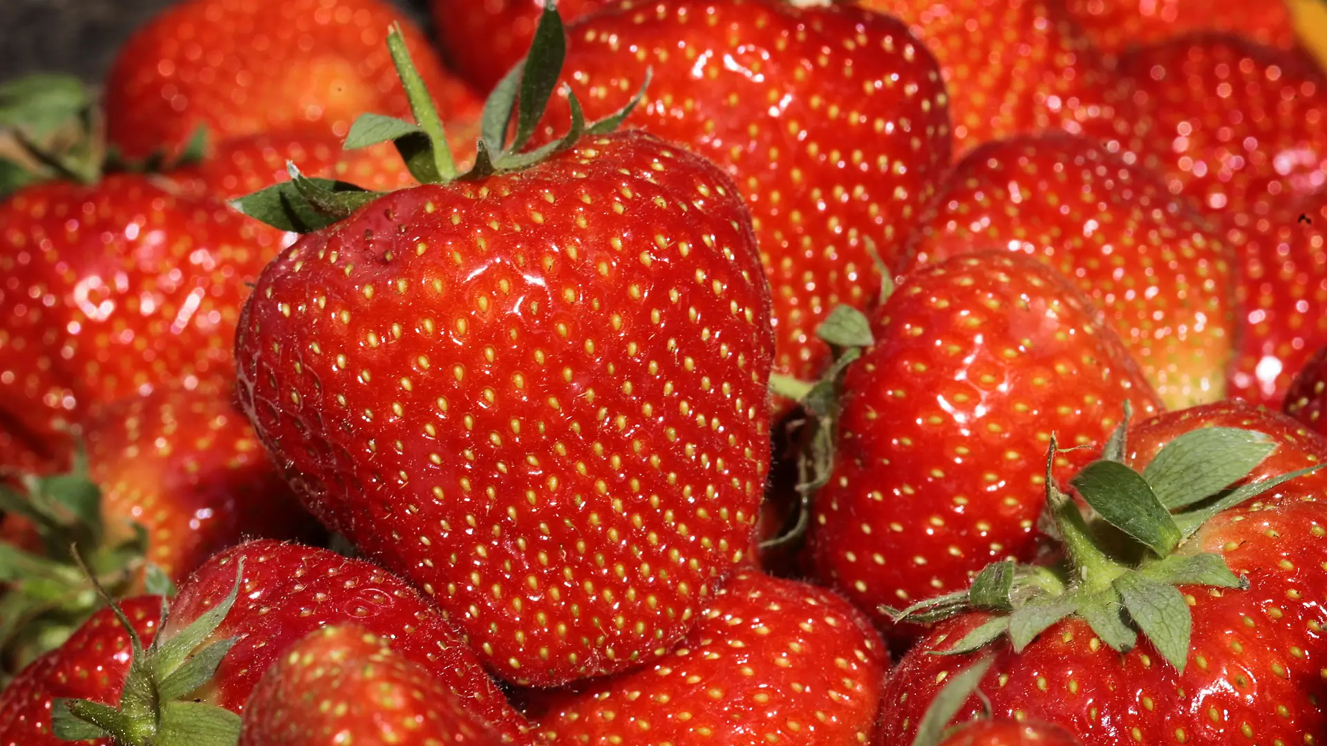 ARCHIV - Frische Erdbeeren liegen am Dienstag (12.05.2009) auf einem Hof in Bottrop-Kirchhellen in einer Schale. Nach den Milchproduzenten schlagen auch die Obst- und Gemüseerzeuger wegen des Preiskampfes im deutschen Lebensmittelhandel Alarm. Die Preispolitik der Discounter in den letzten Wochen sei unerträglich, kritisierte der Provinzialverband Rheinischer Obst- und Gemüsebauer am Donnerstag (02.07.2009) in Bonn. Immer wieder werde Obst und Gemüse zu Dumpingpreisen angeboten, die die Kosten der Erzeuger in keiner Weise decken könnten. So seien von einem Billiganbieter Erdbeeren für nur 88 Cent je 500-Gramm-Schale verkauft worden, obwohl die Nachfrage nach Erdbeeren im Markt etwas größer als das Angebot gewesen sei. Dieser Preis habe zu dem Zeitpunkt um ungefähr 20 bis 30 Prozent unter den marktüblichen Niveau gelegen. Foto: David Ebener dpa/lnw +++(c) dpa - Bildfunk+++