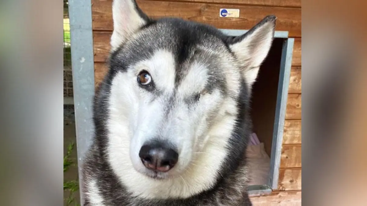 Husky-Dame Kenza sucht liebe Menschen, die sie nie wieder im Stich lassen.
