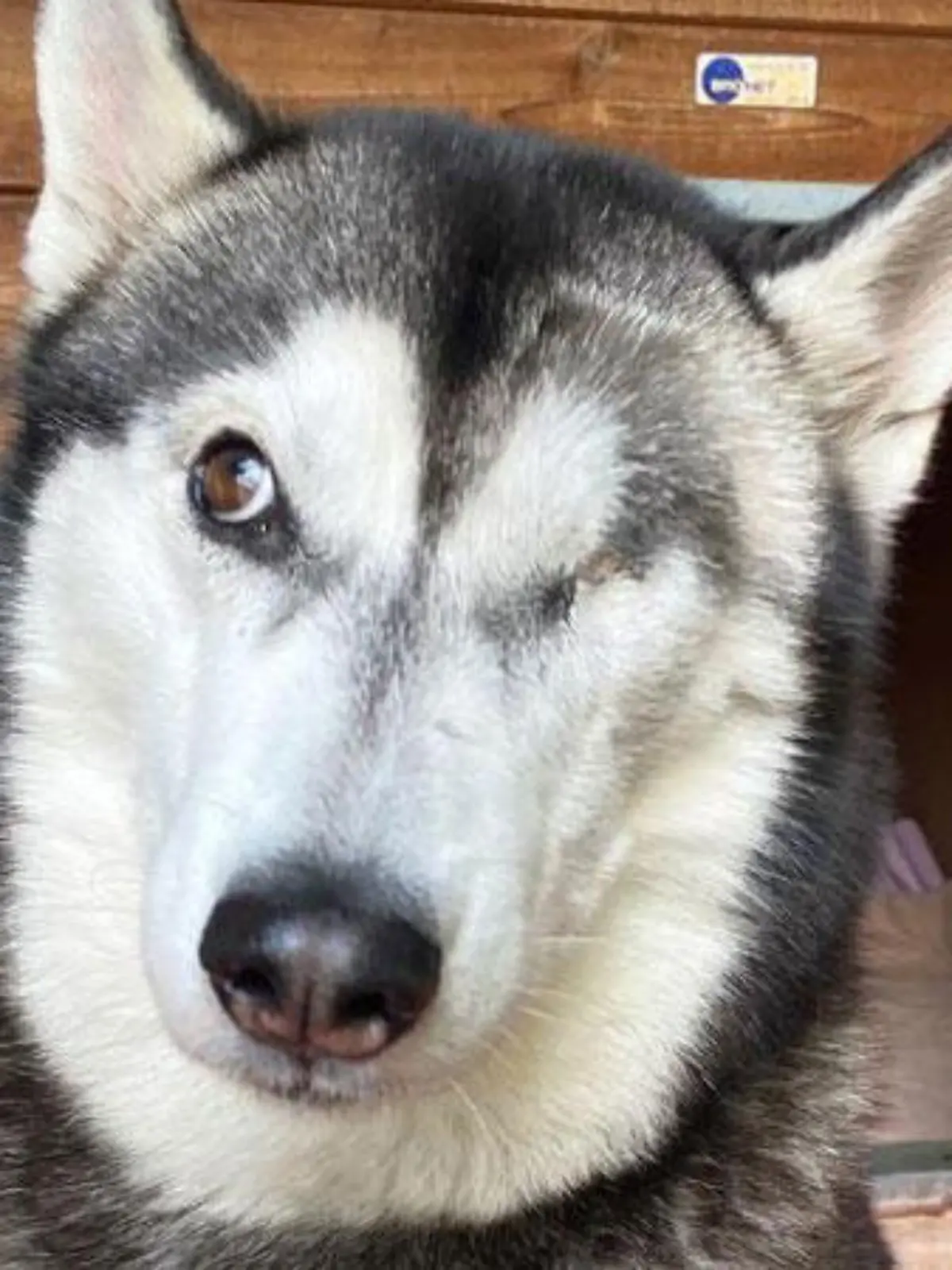 Husky-Dame Kenza sucht liebe Menschen, die sie nie wieder im Stich lassen.