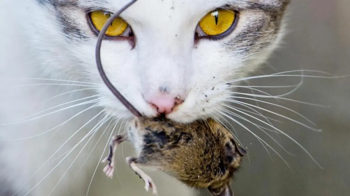 Eine Katze spielt mit einer kurz zuvor gefangenen Maus