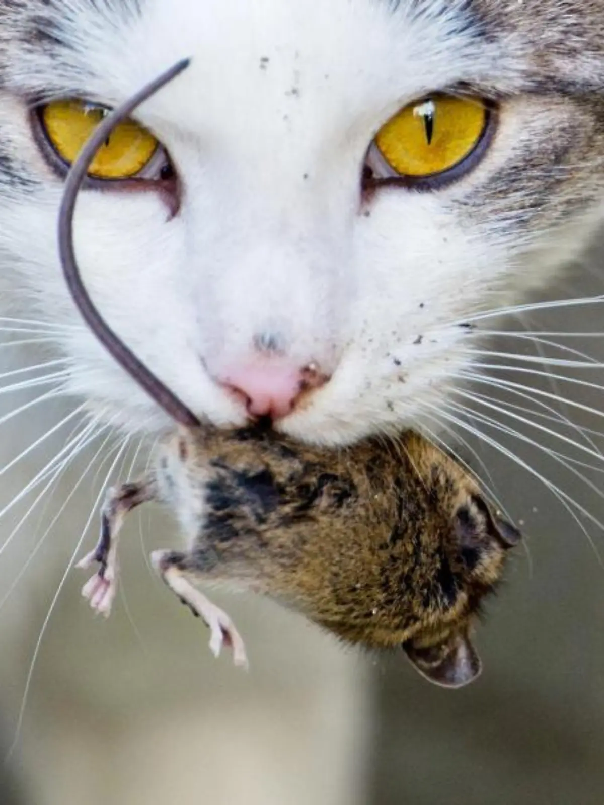 Eine Katze spielt mit einer kurz zuvor gefangenen Maus
