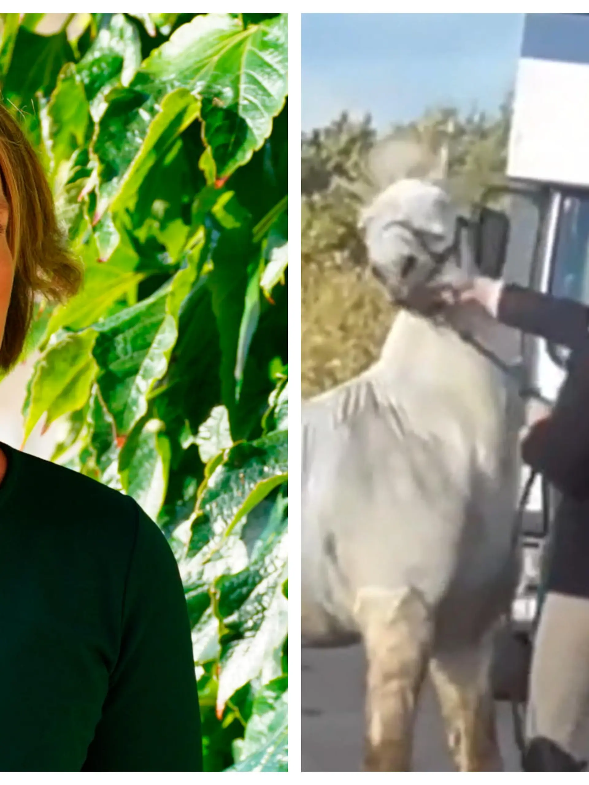 Die Reiterin Sarah M. steht wegen Tierquälerei vor Gericht.