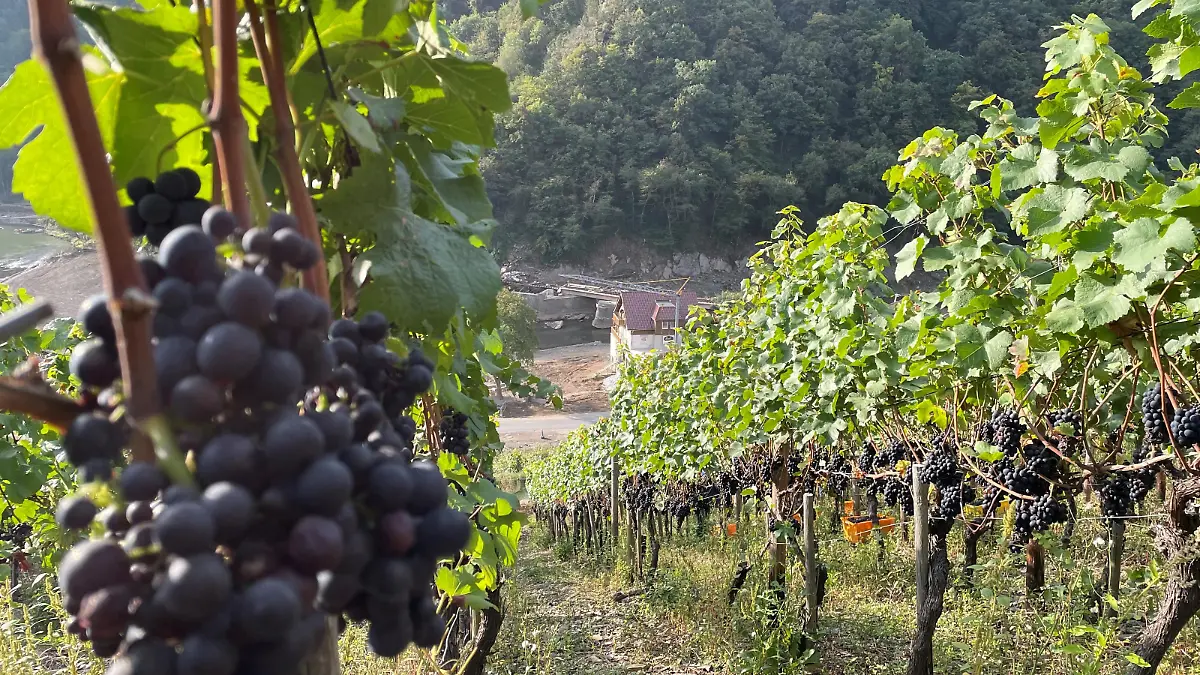 Weinberge im Ahrtal, Deutschland. Im Hintergrund Aufbauarbeiten.