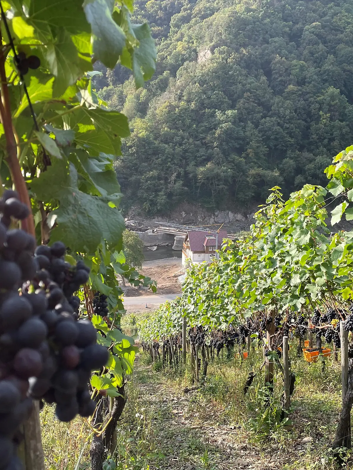Weinberge im Ahrtal, Deutschland. Im Hintergrund Aufbauarbeiten.