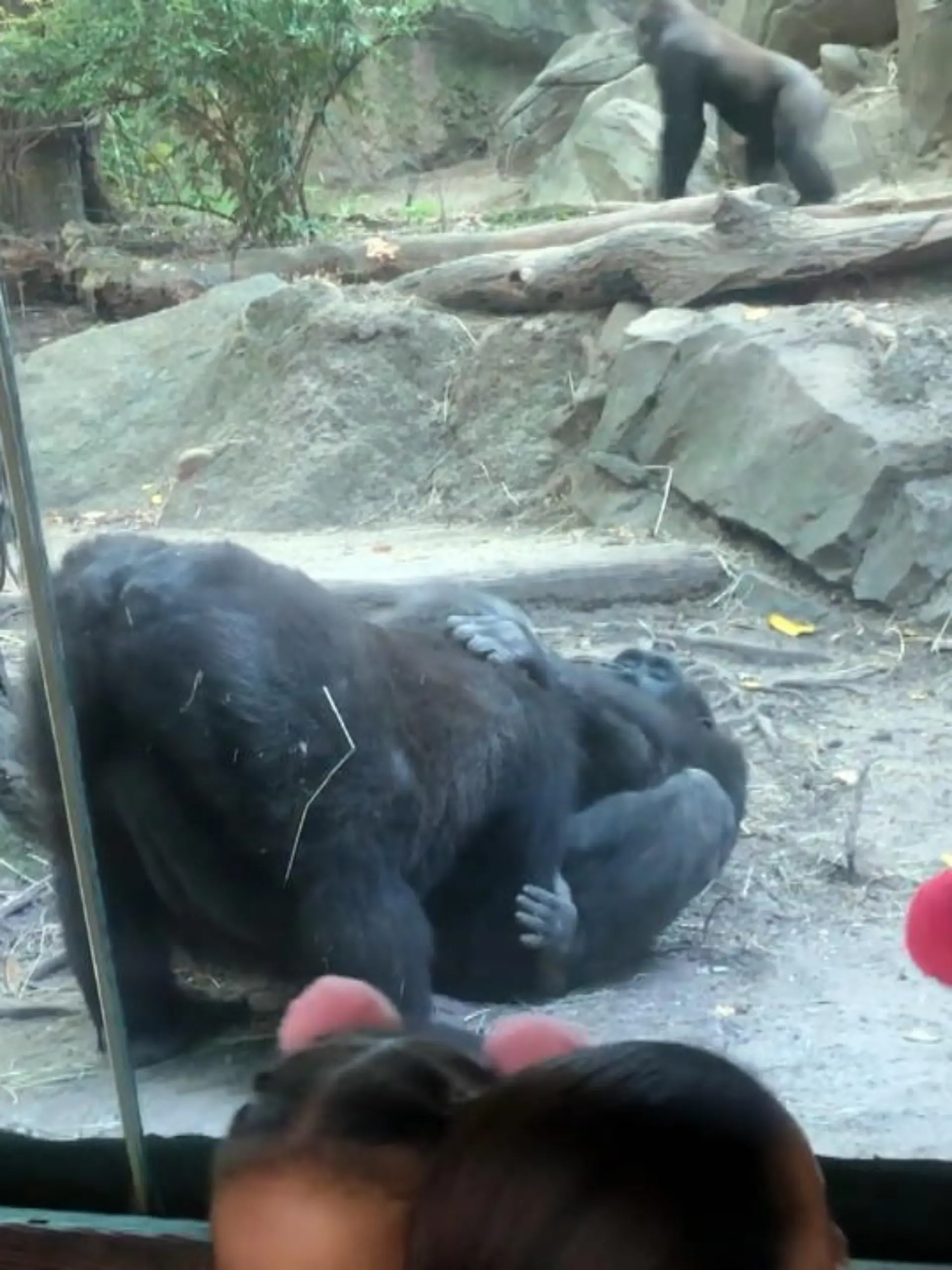 Bild zu: "Im Video: Oralsex im New Yorker Zoo!"