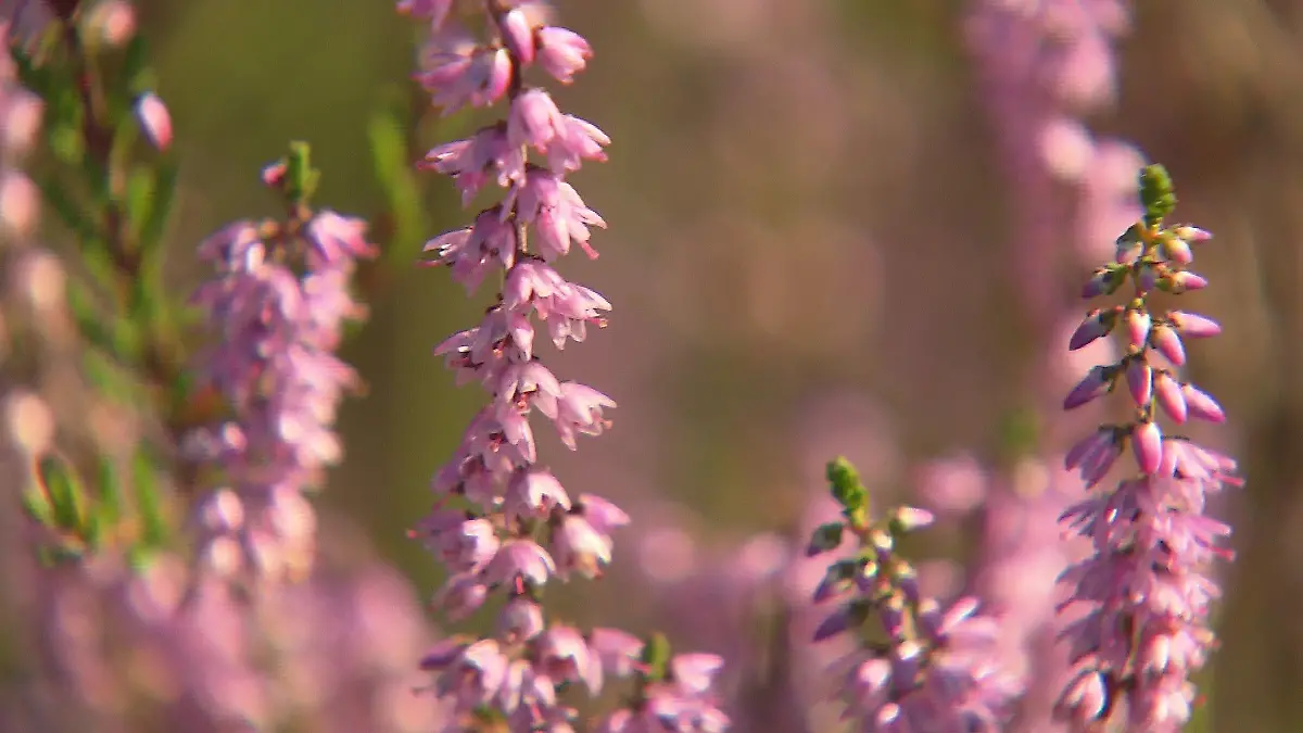 Die Besenheide ist ein echter Alleskönner in der Naturmedizin.
