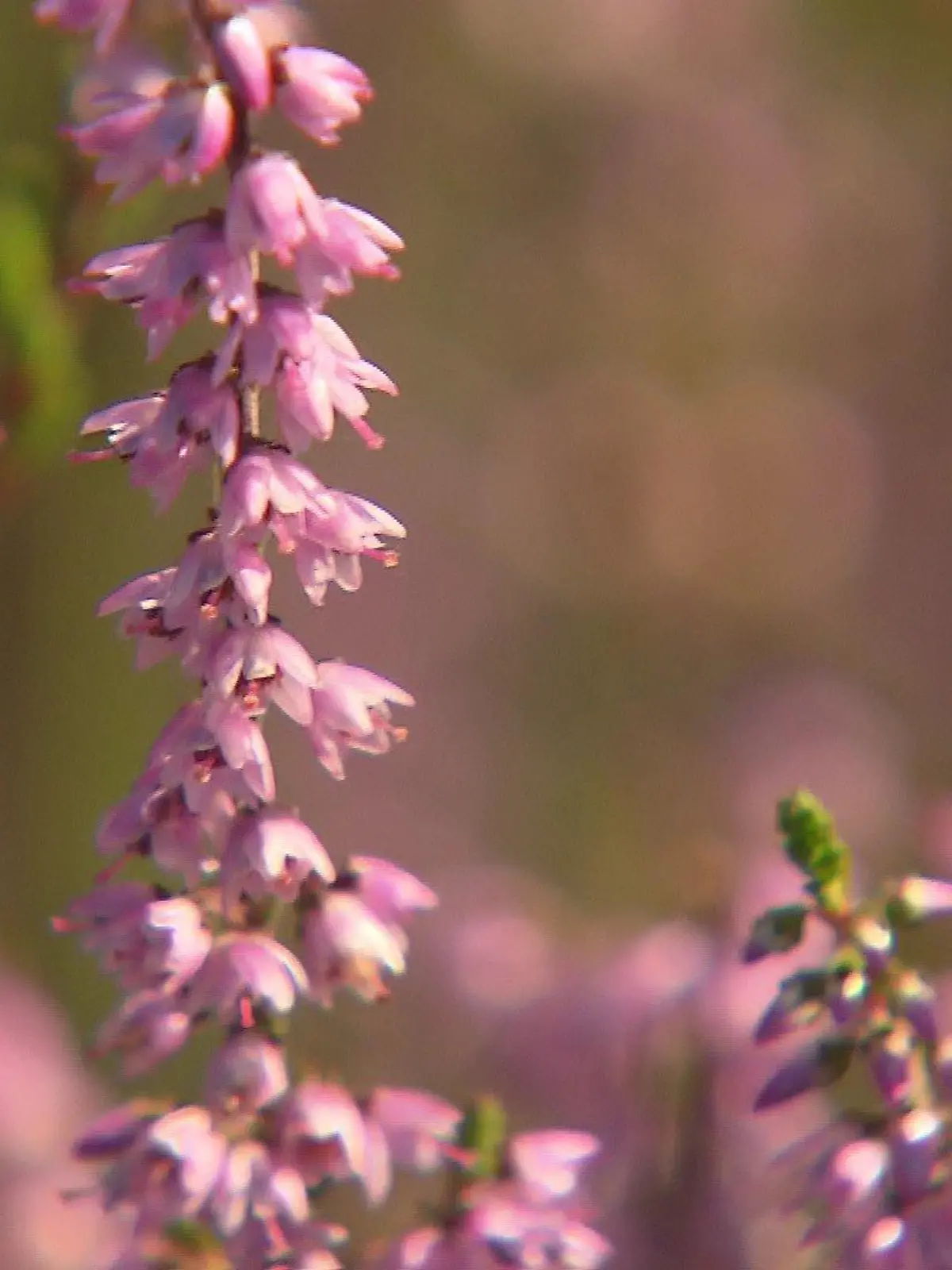 Die Besenheide ist ein echter Alleskönner in der Naturmedizin.