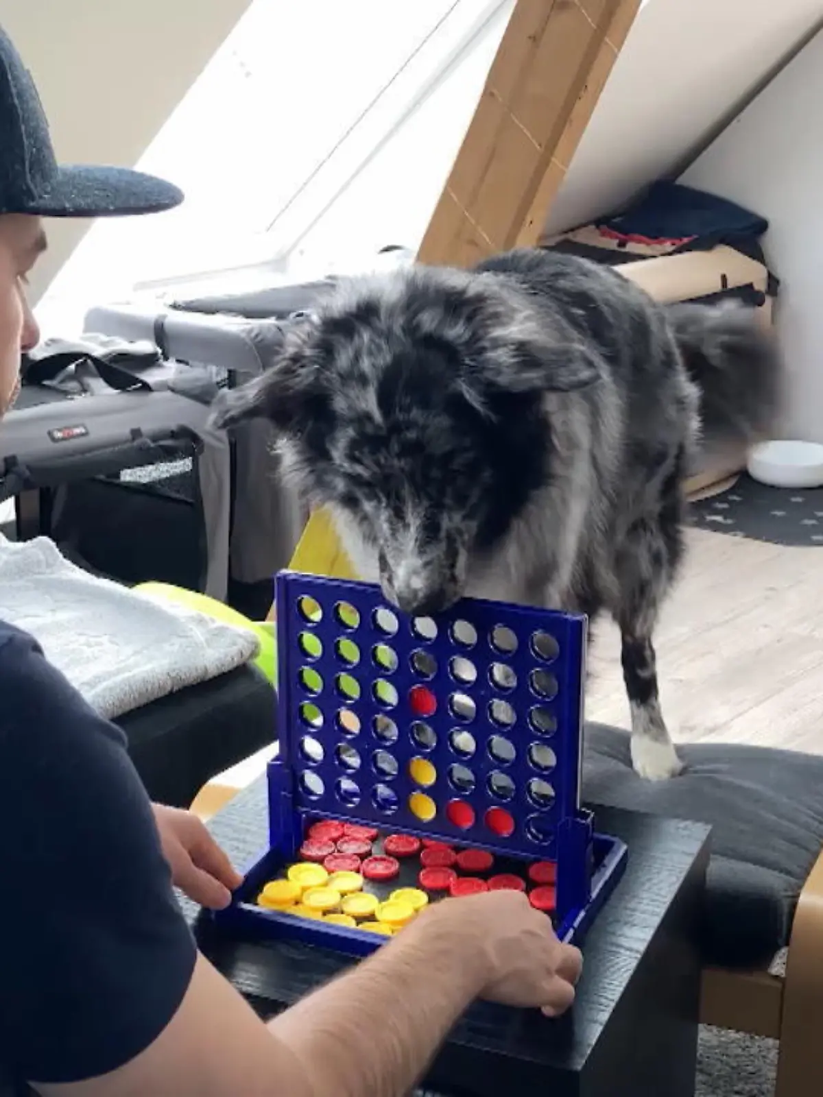 Bild zu: "Dieser Hund zieht alle ab!"